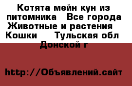 Котята мейн-кун из питомника - Все города Животные и растения » Кошки   . Тульская обл.,Донской г.